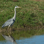 Garza real / Grey heron / Ardea cinerea