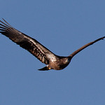 Today's eagle flight shots...