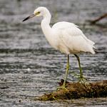 Little Blue Heron Immature
