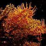 Flor de Roble Sedoso/Silky Oak Flower (versi&oacute;n 2018).