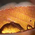 waterdrops on leaf