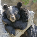 Asian Black Bear Portrait 3 at the Denver Zoo, Colorado