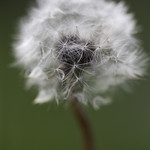 Dandelion fluff