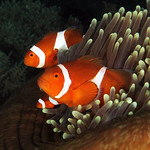 Clownfish