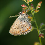 The pearly butterfly collection, vol. 1