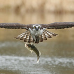 Eye-Level Osprey