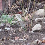 Lincoln's Sparrow foraging in garden 2018-04-12 &copy;Kevin S Lucas