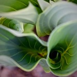 Unfurling Hosta Leaves