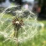 Dandelion Fluff