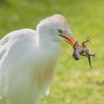 Caught again but still fighting (part 4) 500_9525.jpg