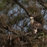 Red Shouldered Hawk