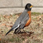 American Robin
