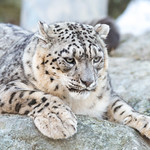 Snow Leopard Stretched on Rocks