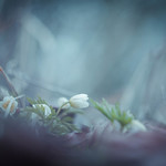 An Angel's Kiss in Spring