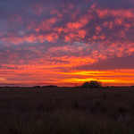 Puffy Fire in the Everglades