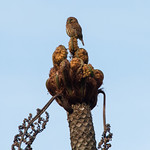 Buhito Andino / Andean Pigmy-Owl