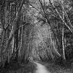 tall guardians of the path