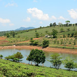 Green tea plantation landscape