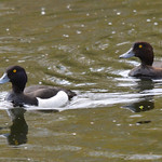 Male & Female Tufted Duck