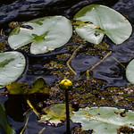 Spatterdock