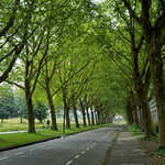 Wet Tree Lined Street