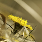 IMG_5496 - Springs first flowers