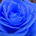 Blue rose