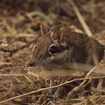 Four-toed Elephant Shrew