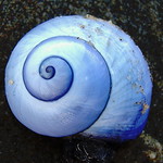 Blue Shell