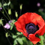 Oriental Poppy - Papaver orientale
