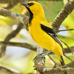 Gonzalito o Turpial Amarillo. Icterus nigrogularis. Yellow Oriole