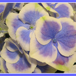 Spring Hydrangea