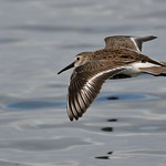 Baird's Sandpiper