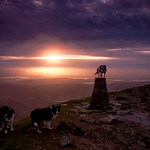 Collies at Dawn