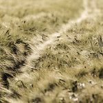 slightly s-shaped sunset light