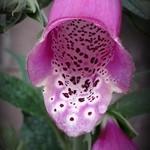 Foxglove