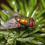 Green bottle fly