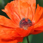 IMG_9529: Papaver orientale (Oriental poppy)
