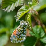 Two orange tip butterflys , side by side - May 2018
