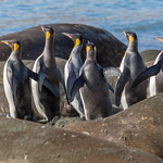 King penguins and Southern elephant seals in Gold Harbor, South Georgia 11-9-2017 11-50-040