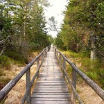 Hochmoor Kaltenbronn im Schwarzwald