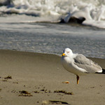 Not A Galveston Gull