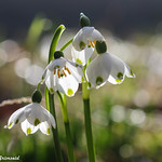 Leucojum