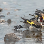 Goldfinches bathing at the waters edge.