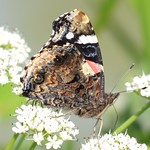 Red Admiral (Vanessa atalanta)