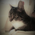 Simba...the last one...✝️🌷