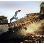 E' PASQUA, SUI TETTI DI BARGA... [IT IS EASTER, ON THE ROOFS OF BARGA ... ]