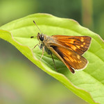 Ein kleiner Dickkopf