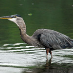Great Blue Heron Fishing, Part Six...The Swallow