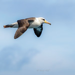 LAYSAN ALBATROSS